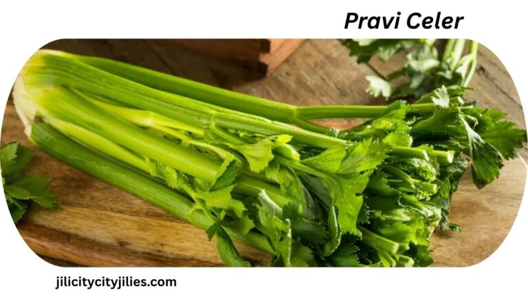 Pravi Celer